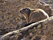 61 Marmotta su roccioni